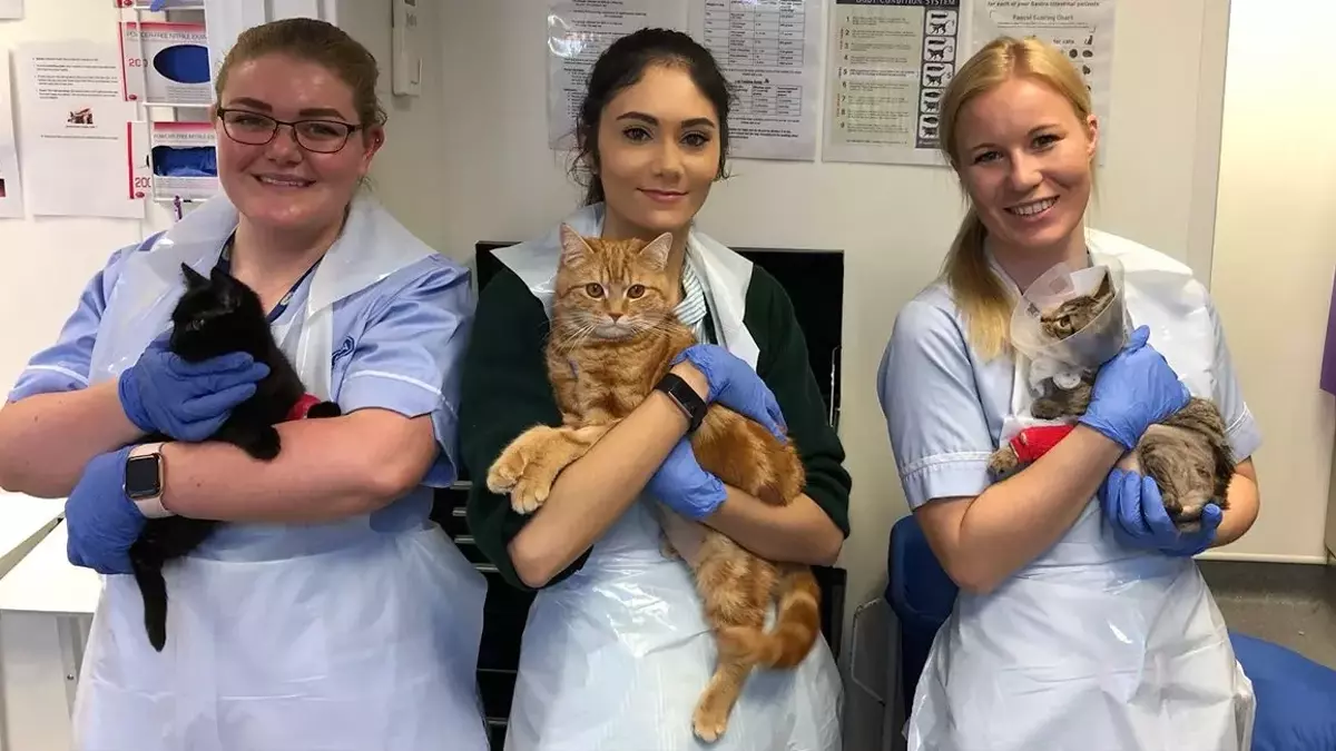 Veterinary Apprenticeship: Learn & Work with Adorable Animals