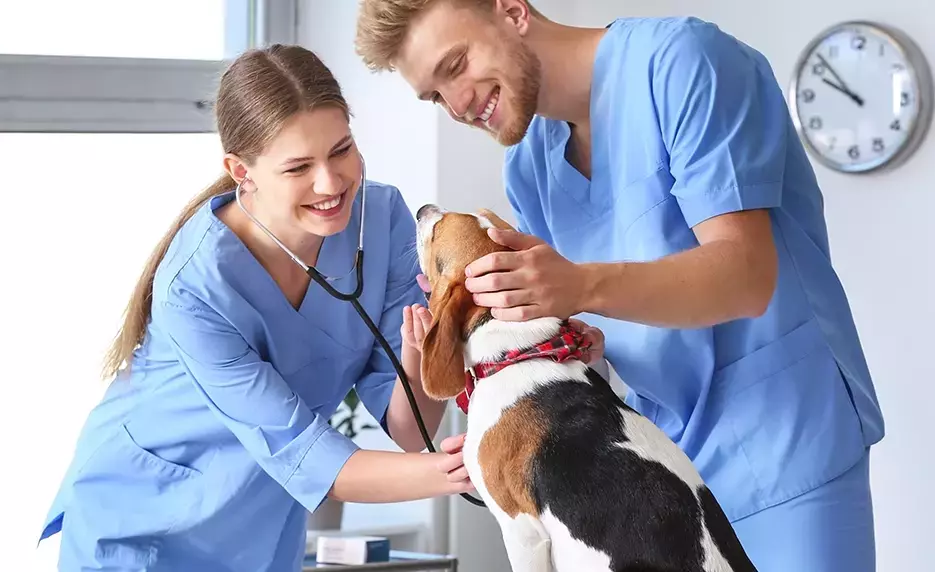 "Explore the Top Veterinary Assistant Programs of 2025" to kick-start your career