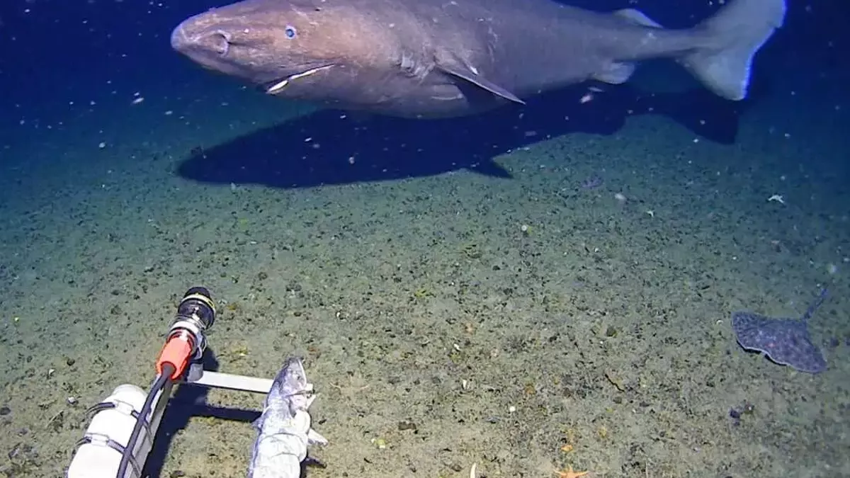 Rare Deep-Sea Shark Sighting in Antarctic Waters