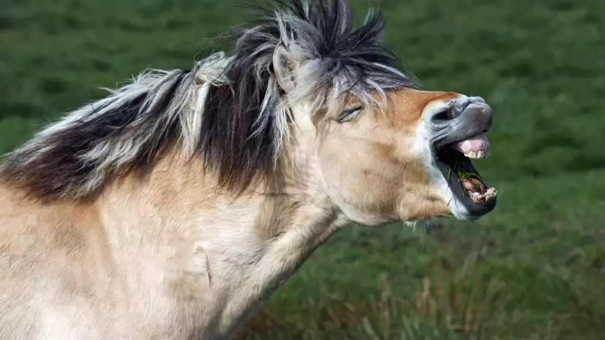 Understanding the Bimodal Nature of Horse Whinnies