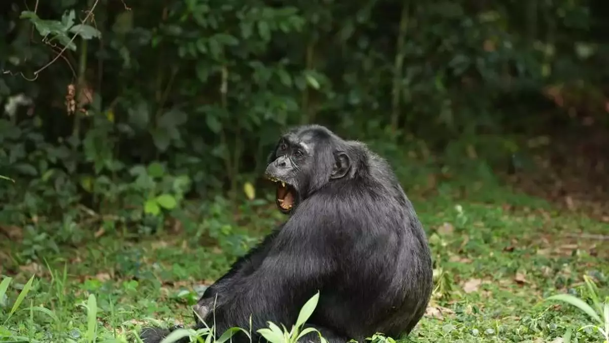 Chimpanzee's Diet of Fermented Fruit Offers Clues to Human Alcohol Affinity