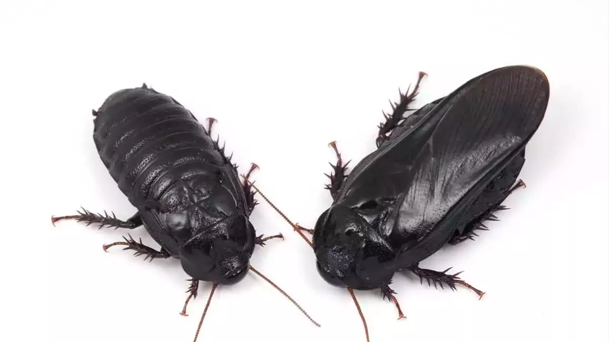 Cockroaches Show Evidence of Long-Term Pair Bonding Through Unique Ritual