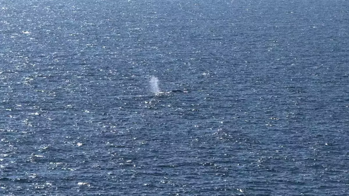 Timmy, the Humpback Whale, Returns to the Ocean After Weeks of Stranding