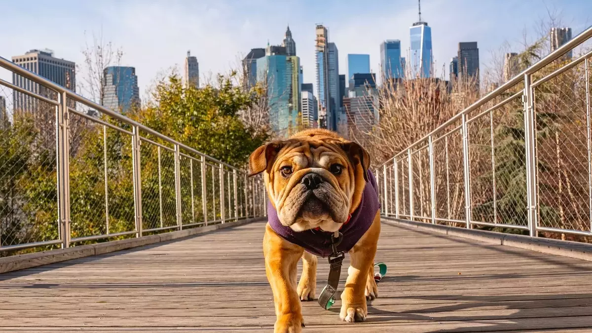 June's Top Dividend Dog: Verizon's Enduring Value