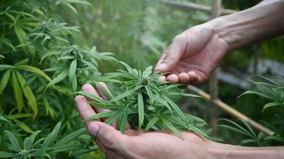 Canopy Growth Shows Signs of Recovery Amidst Industry Challenges
