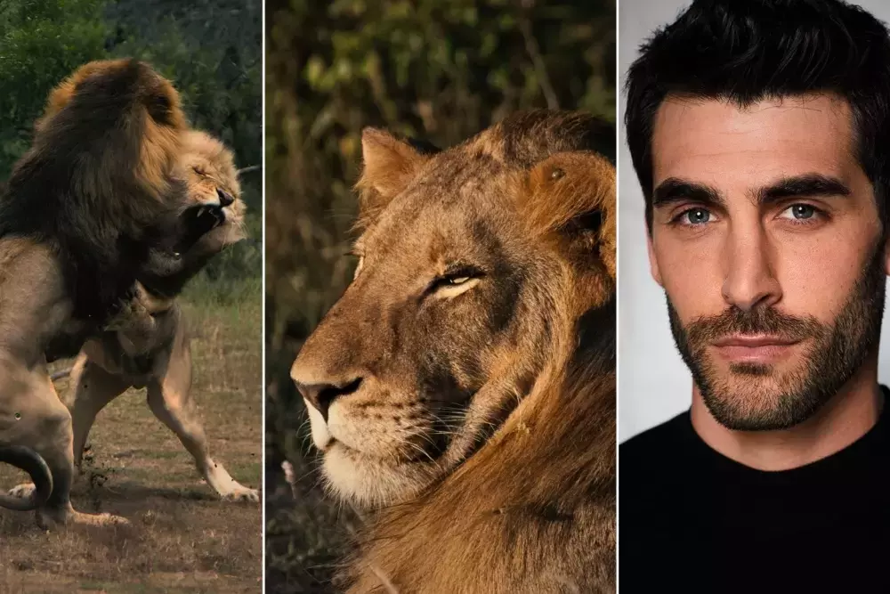 FlareFlow Premieres 'Mapogo: The Lion Throne' Vertical Documentary Series