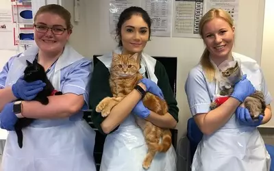 Veterinary Apprenticeship: Learn & Work with Adorable Animals