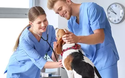 "Explore the Top Veterinary Assistant Programs of 2025" to kick-start your career