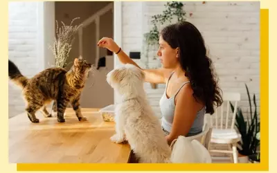 The 'Cat vs. Dog' Parenting Approach: Guiding Children Through Development