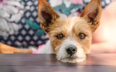 Decoding Your Dog's Sighs: What Experts Say About Canine Communication