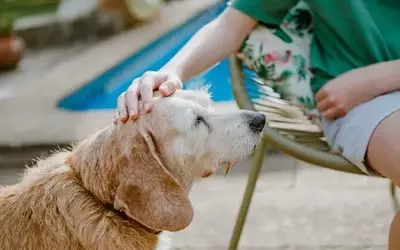 The Efficacy and Safety of Dry Shampoo for Canine Companions