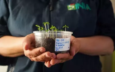 Chile's Desert Vault: Safeguarding Plant Diversity Amidst Climate Change