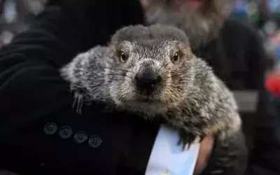 Groundhog Day: Punxsutawney Phil's Annual Winter Prediction