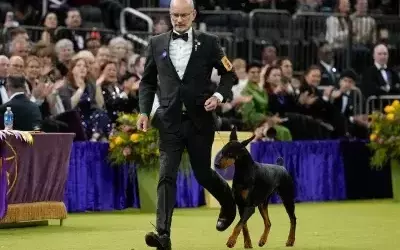Penny the Doberman Claims Top Honors at 150th Westminster Dog Show