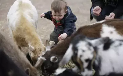 The Etymological Journey of 'Kid': From Goats to Children