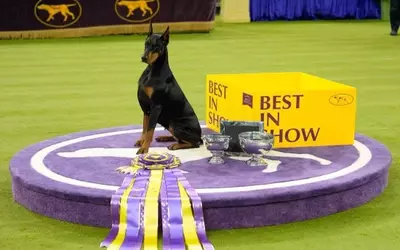 Doberman Pinscher 'Penny' Crowned Best in Show at 150th Westminster Dog Show