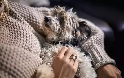 The Unseen Comfort: How a Yorkie Mix Navigated Empty Nest Syndrome with a Grieving Mother