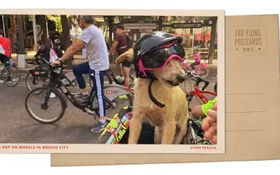 Mexico City's Sunday Cycling Extravaganza: A Dog's Delight