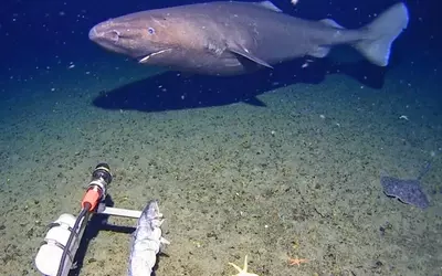 Rare Deep-Sea Shark Sighting in Antarctic Waters