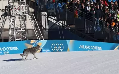 Unexpected Canine Interruption at Winter Olympics Cross-Country Event
