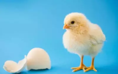 Chicks Show Innate Sound-Shape Connection Like Humans