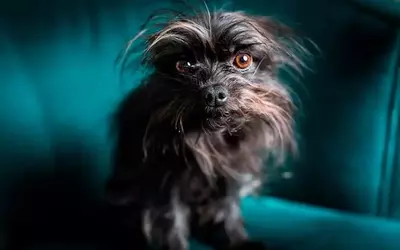 When Do Dogs Need Anxiety Medication? A Vet's Insights