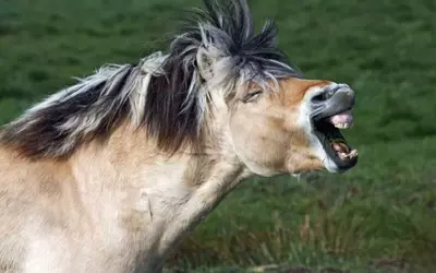 Understanding the Bimodal Nature of Horse Whinnies