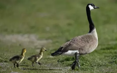 The Amazing Journey of Geese: Migration and Survival