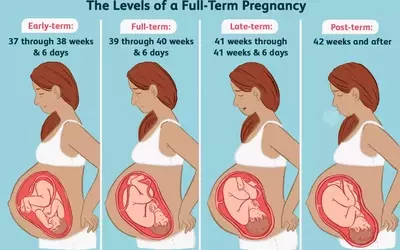 The Importance of Full-Term Pregnancy for Baby's Development
