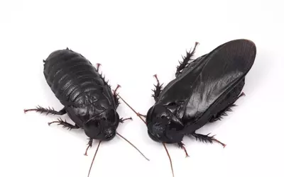Cockroaches Show Evidence of Long-Term Pair Bonding Through Unique Ritual