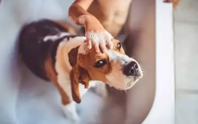Spring Pet Care Essentials: A Comprehensive Guide to Your Pet's Hygiene