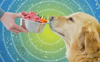Fresh Dog Food: A Detailed Analysis of Its Benefits and Drawbacks