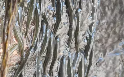 The Amazing Feat of Waterfall-Climbing Fish