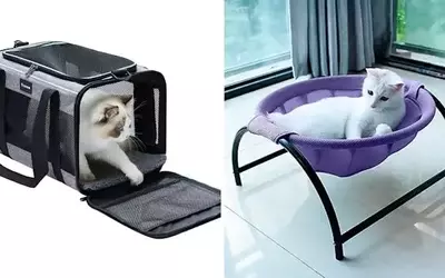 75 Clever Products That Are Game-Changers for Cat Owners