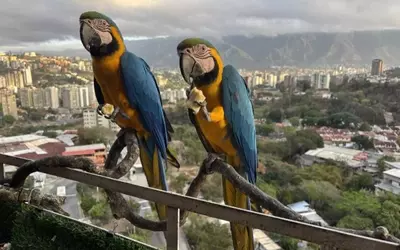 Caracas' Vibrant Macaws Face Habitat Loss Amid Urban Renewal