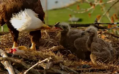 Eagle Nest Cameras: A Digital Community's Passion for Avian Life