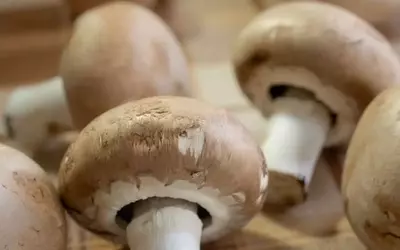South Mill Champs Challenges US Mushroom Duty Decision