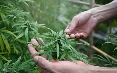Canopy Growth Shows Signs of Recovery Amidst Industry Challenges