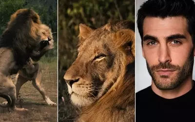 FlareFlow Premieres 'Mapogo: The Lion Throne' Vertical Documentary Series