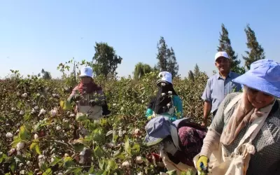 Egyptian Cotton: Weaving a Future of Traceability and Sustainability