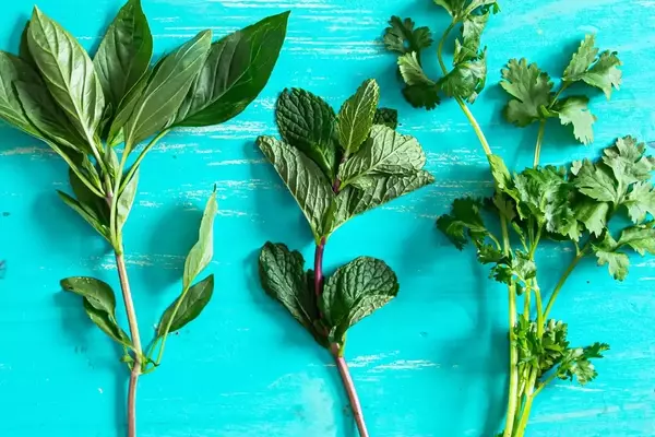 Revitalize Your Herbs: The Art of Crafting Vibrant Herb Oil