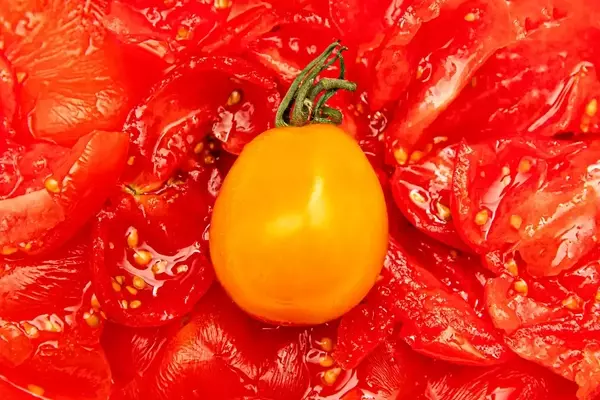 The Global Rise of the Sungold Tomato: From Japanese Rejection to Culinary Stardom