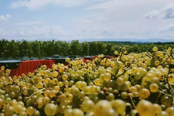 East Coast Winemakers Embrace Hybrid Grapes and Regional Identity