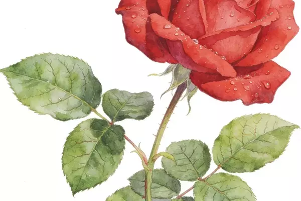 Technical Analysis of Botanical Illustration: Scientific Accuracy, Materials, and Methodologies
