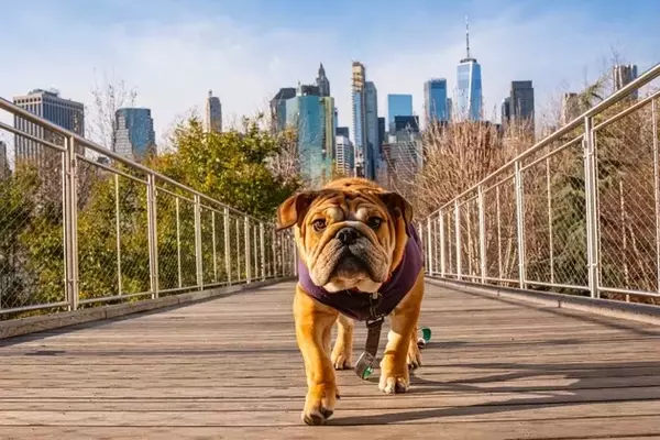 Verizon: The Lone 'Dog of the Dow' Dividend Champion