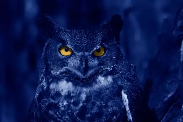 Blue Owl Capital: Unwavering Growth Amidst Market Skepticism