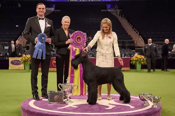 Westminster Dog Show Jumps to Netflix for 2027