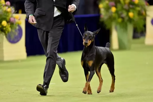 Netflix to Stream Westminster Kennel Club Dog Show