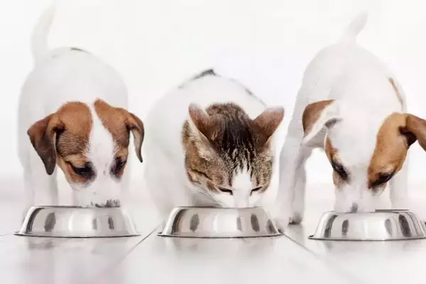 Nutriment Company Expands German Foothold with Dual Pet Food Acquisitions
