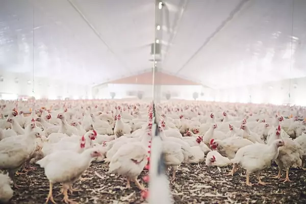MBRF Global Foods: Navigating Headwinds and Opportunities in the Global Food Market